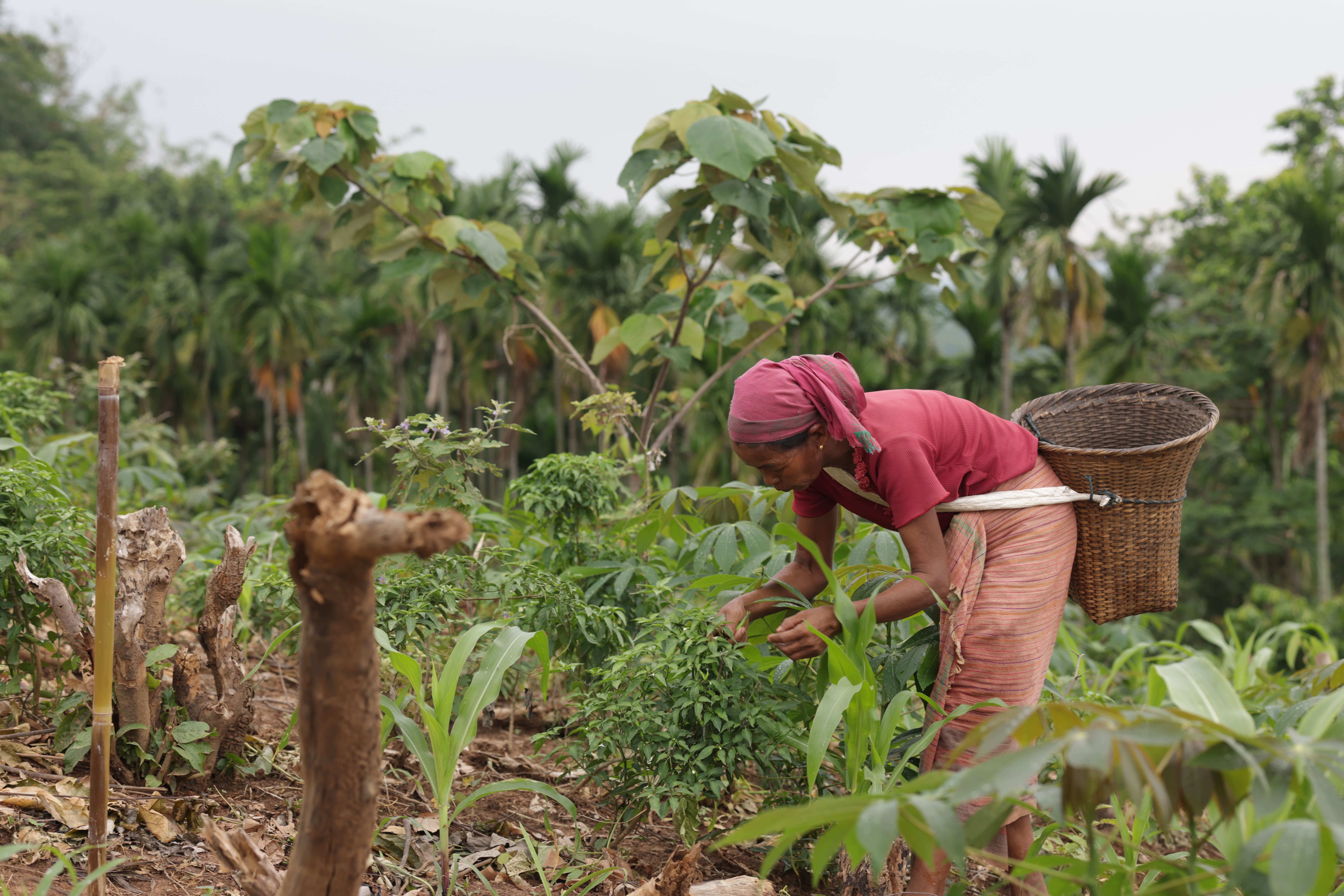Agroforestry (AGF)