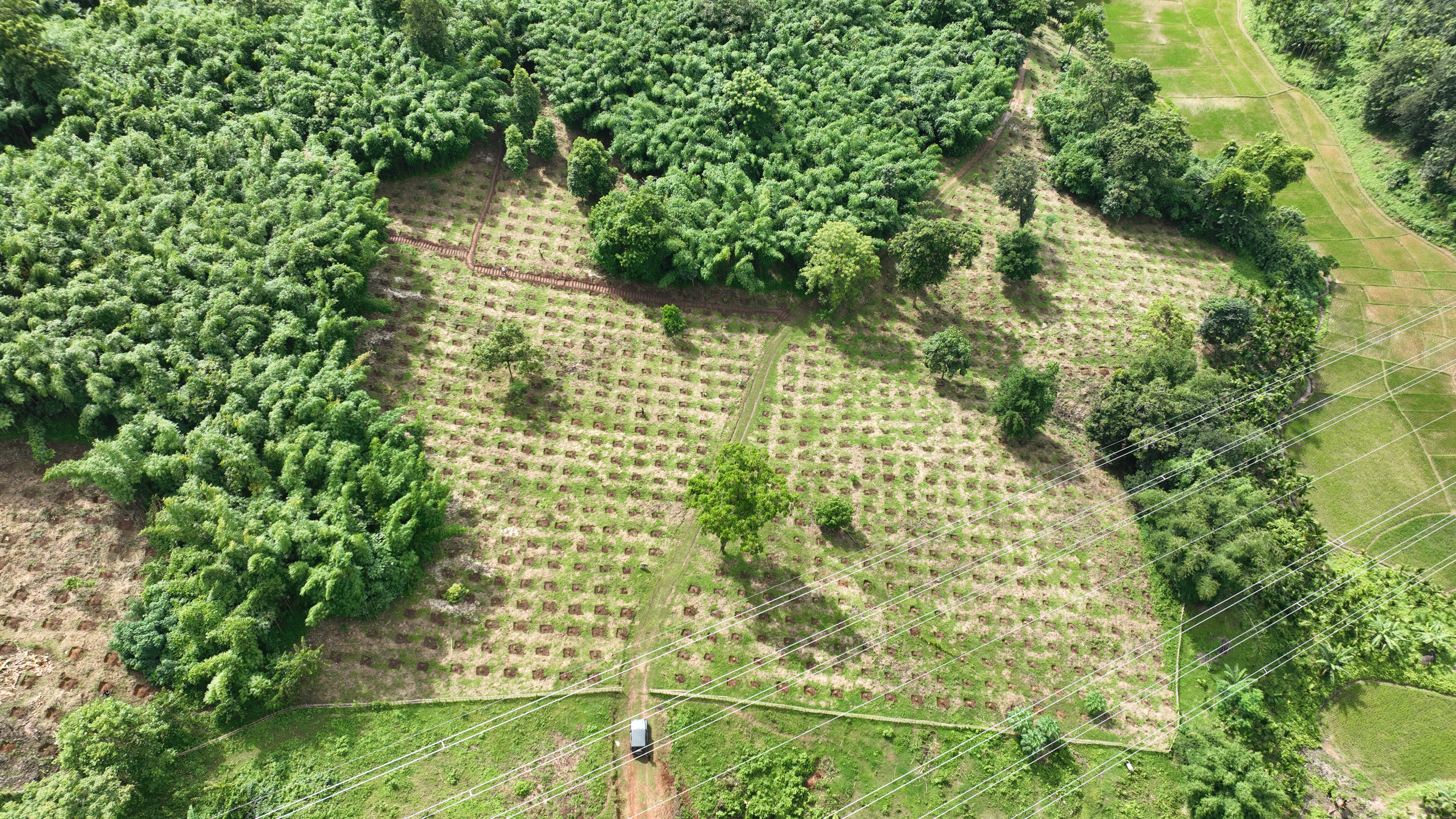 ANR Plantation Plot at Thapa Dangre, NGH