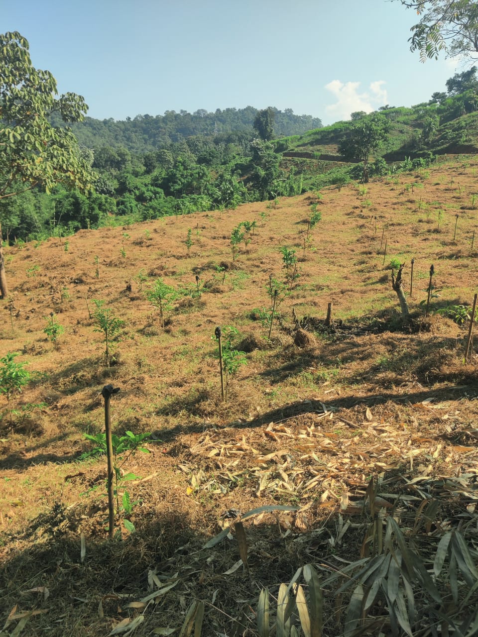  Assisted Natural Regeneration1