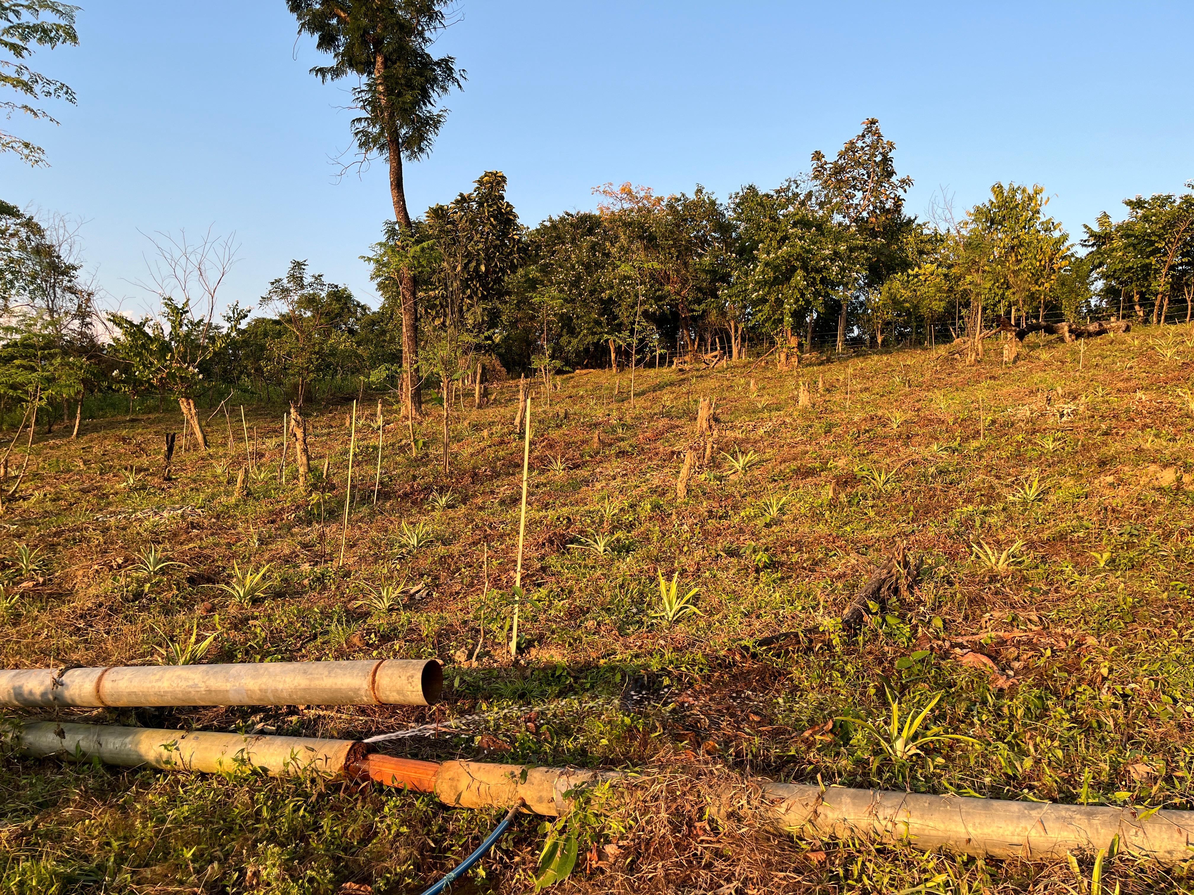  Assisted Natural Regeneration2