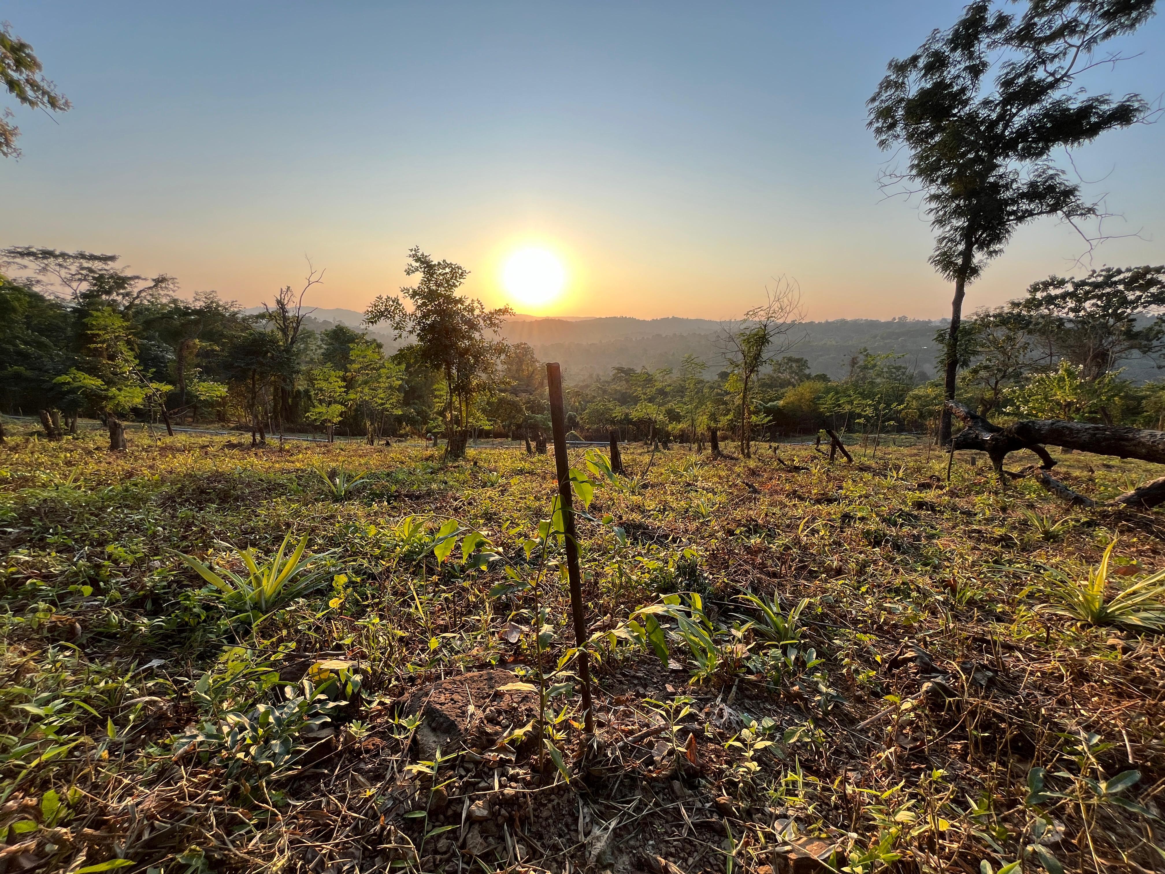  Assisted Natural Regeneration3