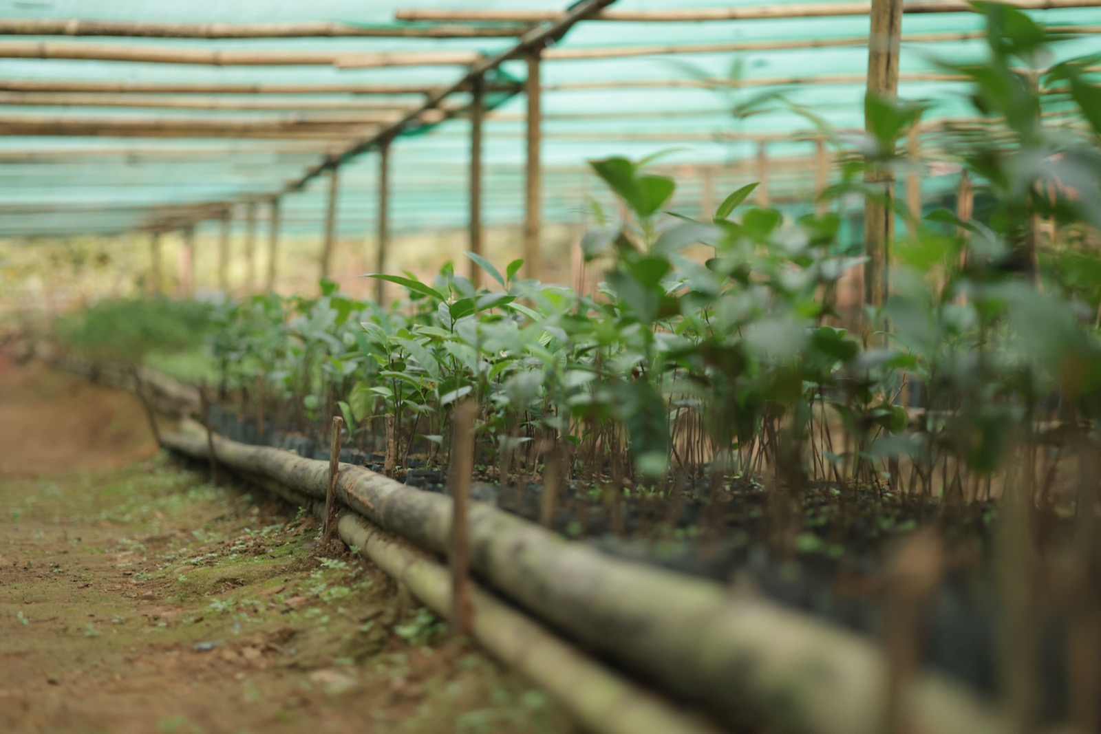 Community Nursery3