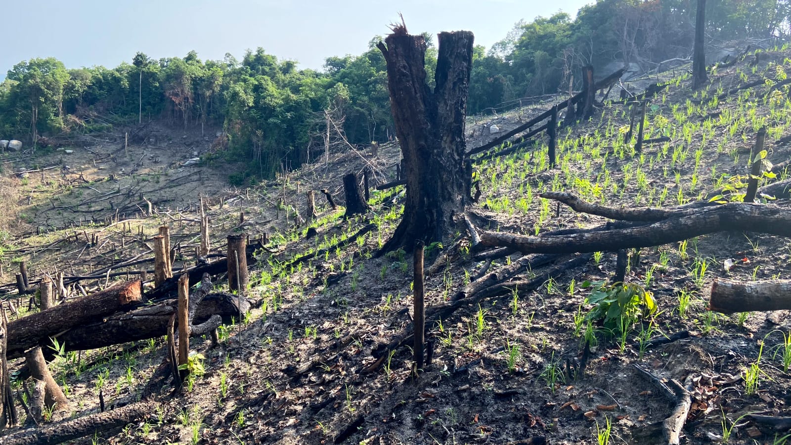  Deforestation 1