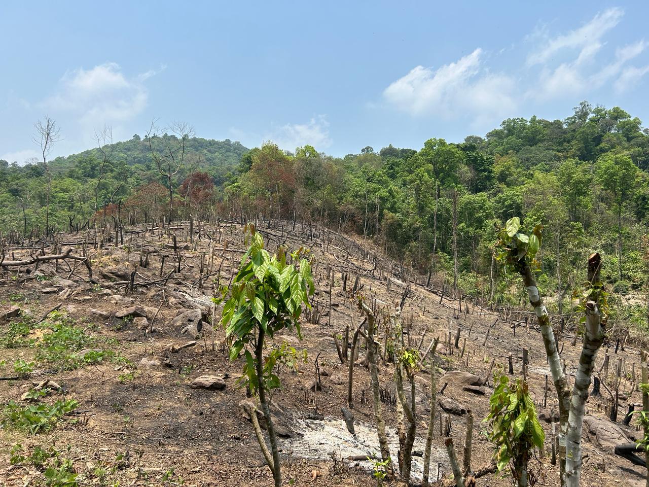  Rongma-Kakijagre-in-Agroforestry-plots