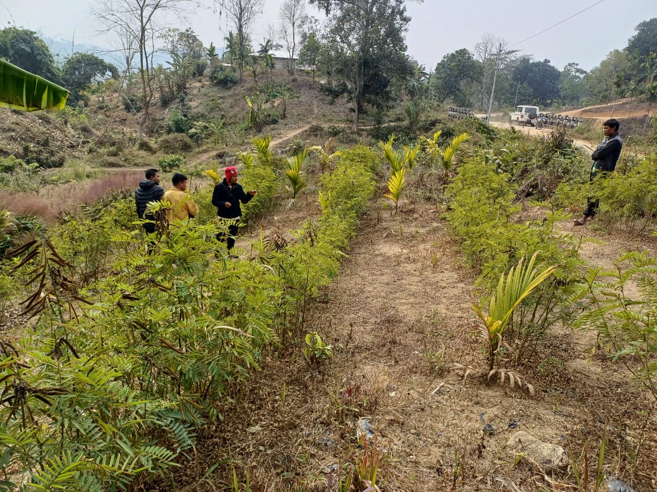  Sloping Lang Agricultural Technology (SALT)