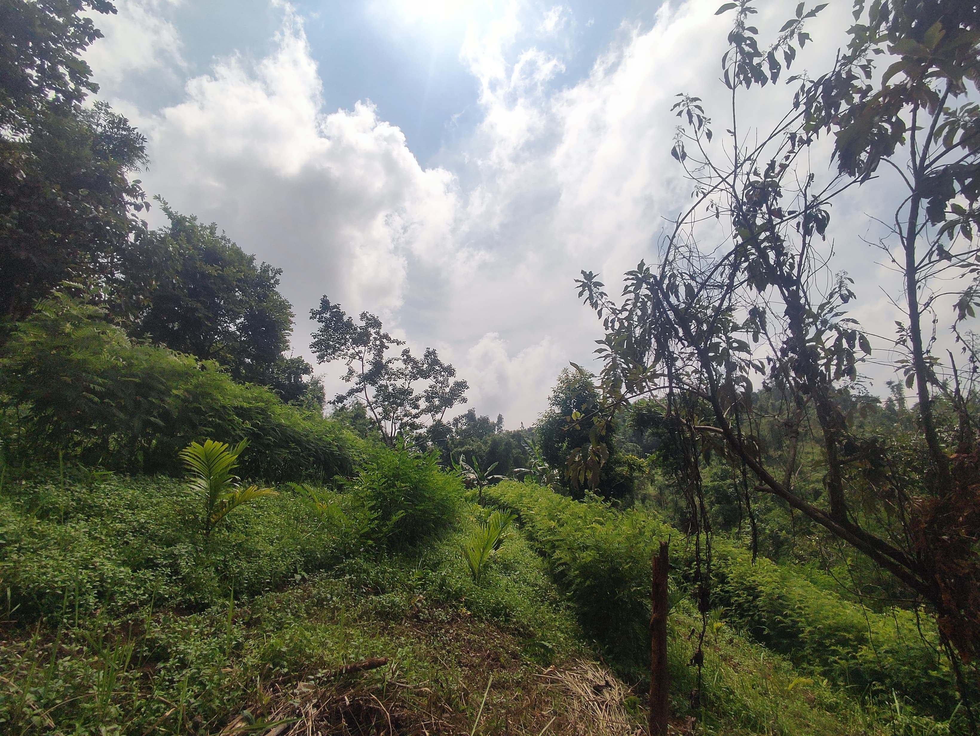 Home Sloping Lang Agricultural Technology (SALT)2